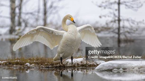 whooper swan (cygnus cygnus), flapping its wings at the nesting site, water and snowy landscape in early spring, hamra national park, dalarna, sweden, scandinavia - hamra national park stock pictures, royalty-free photos & images
