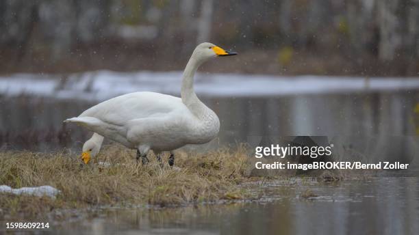 whooper swan (cygnus cygnus), breeding pair in driving snow in a water and snow landscape in early spring, hamra national park, dalarna, sweden, scandinavia - hamra national park stock pictures, royalty-free photos & images