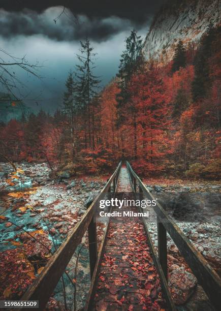 wooden old bridge through mysterious autumn forest - tree across road stock pictures, royalty-free photos & images