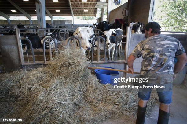 Farmer next to cows from a dairy farm in Sabadelle, on August 7 in Chantada, Lugo, Galicia, Spain. Galician farmers have denounced in recent days...