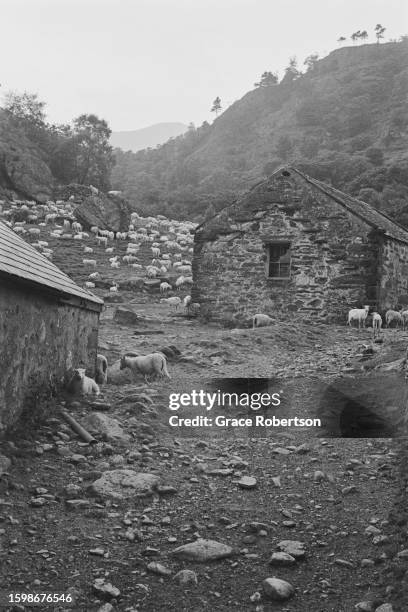 Sheep standing by shearing sheds during shearing season, Snowdonia, 1951. Picture Post - 5377 - Shearing Time In Snowdonia - pub. 11 August, 1951.