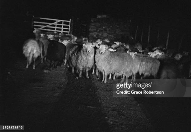 Flock of sheep are herded towards a gate during shearing season, Snowdonia, 1951. Picture Post - 5377 - Shearing Time In Snowdonia - pub. 11 August,...