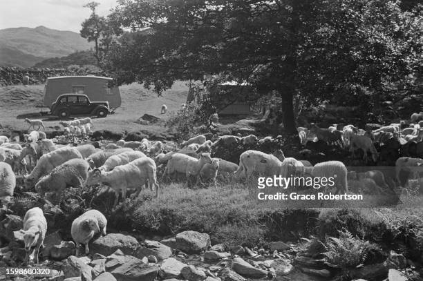 Flock of sheep are herded towards a stream during shearing season in Snowdonia. Picture Post - 5377 - Shearing Time In Snowdonia - pub. 11 August,...
