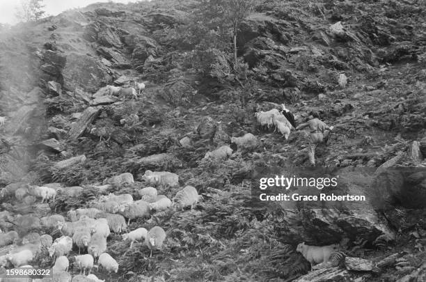 Flock of sheep are herded across a mountain in Snowdonia, 1951. Picture Post - 5377 - Shearing Time In Snowdonia - pub. 11 August, 1951.