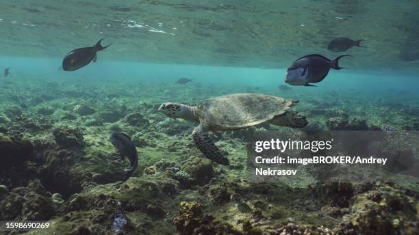hawksbill sea turtle (eretmochelys imbricata) or bissa swims accompanied by red sea clown surgeon (acanthurus sohal) fishes under the waves, red sea, egypt - acanthurus sohal stock pictures, royalty-free photos & images