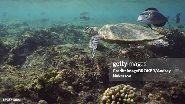 hawksbill sea turtle (eretmochelys imbricata) or bissa swims accompanied by red sea clown surgeon (acanthurus sohal) fishes under the waves, red sea, egypt - acanthurus sohal stock pictures, royalty-free photos & images