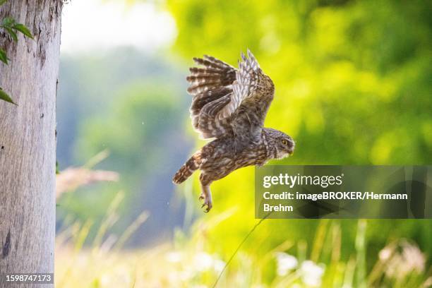 little owl (athene noctua), hungary - african wood owl stock-fotos und bilder