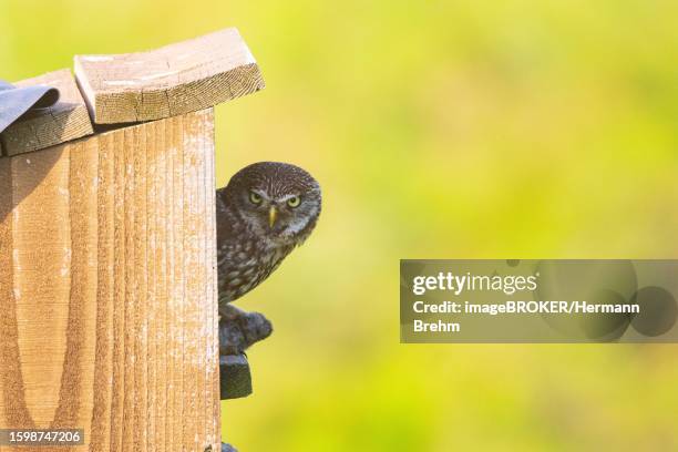 little owl (athene noctua), hungary - african wood owl stock-fotos und bilder