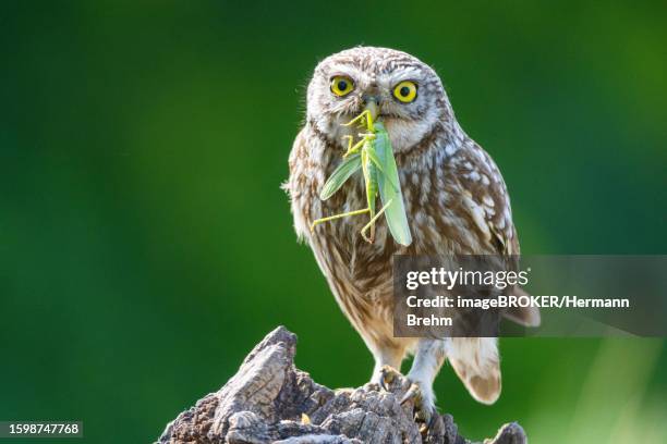 little owl (athene noctua) with hay-horse, hungary - african wood owl stock-fotos und bilder