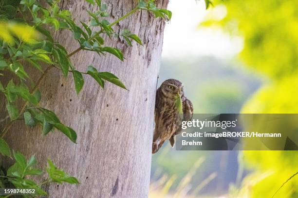 little owl (athene noctua) with hay-horse, hungary - african wood owl stock-fotos und bilder