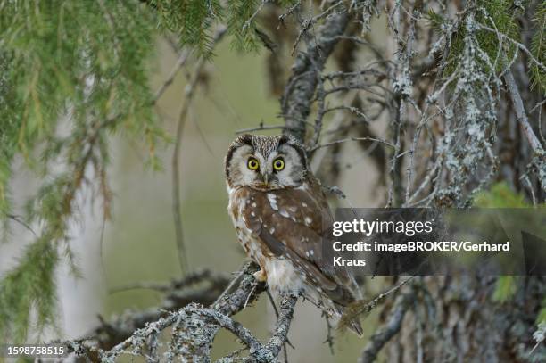 tengmalm's owl (aegolius funereus), sitting on branch, looking forward, northern finland, finland - african wood owl stock-fotos und bilder