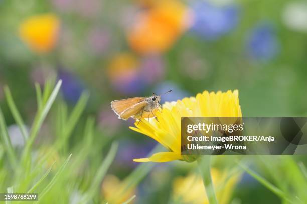 butterfly, small skipper (thymelicus sylvestris), fritillary, orange-brown, insect, marigold, flower meadow, colourful, germany, a single fritillary sits on the flower of a yellow marigold in a flower meadow - meadow fritillary butterfly stockfoto's en -beelden