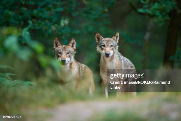 european gray wolf (canis lupus), two animals in the forest, summer, germany - canis lupus lupus stock pictures, royalty-free photos & images