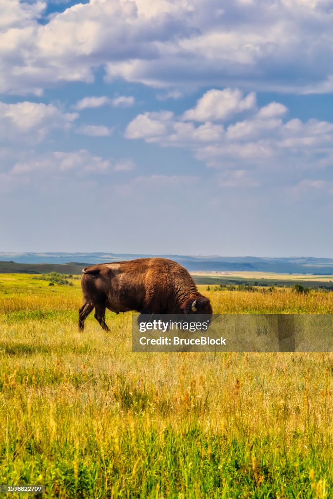 Grazing Bison