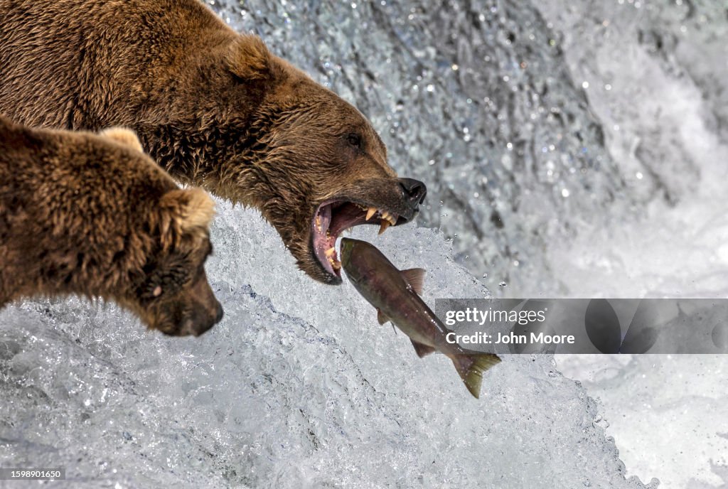 Brown Bears At Brooks Falls Gorge On Sockeye Salmon In Alaska's Katmai National Park