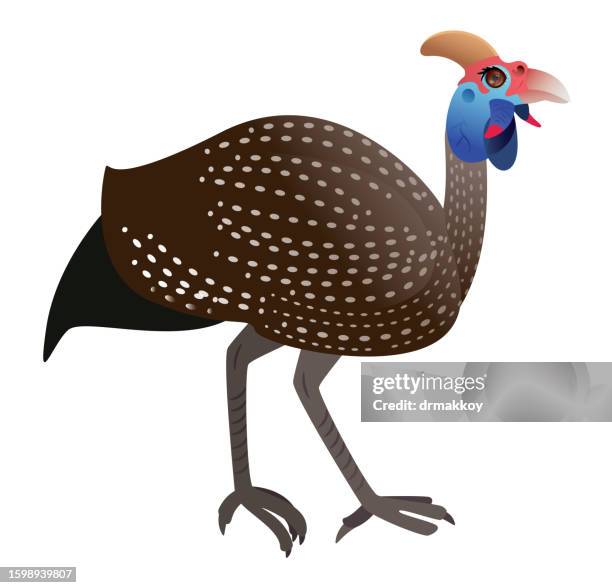 ilustrações de stock, clip art, desenhos animados e ícones de helmeted guinea fowl, numida meleagris - biodiversidade