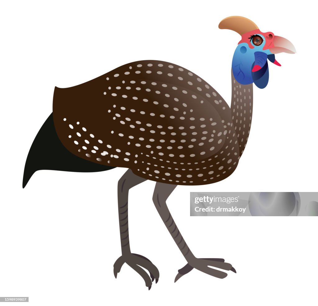 Helmeted Guinea fowl, Numida Meleagris