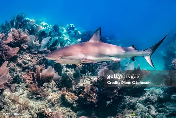 blacktop reef shark - blacktip reef shark foto e immagini stock