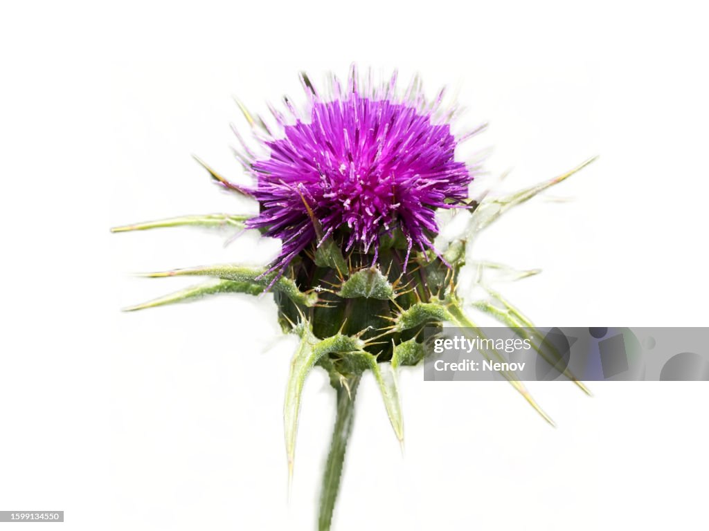 Image Of Milk Thistle Flowerhead On White Background