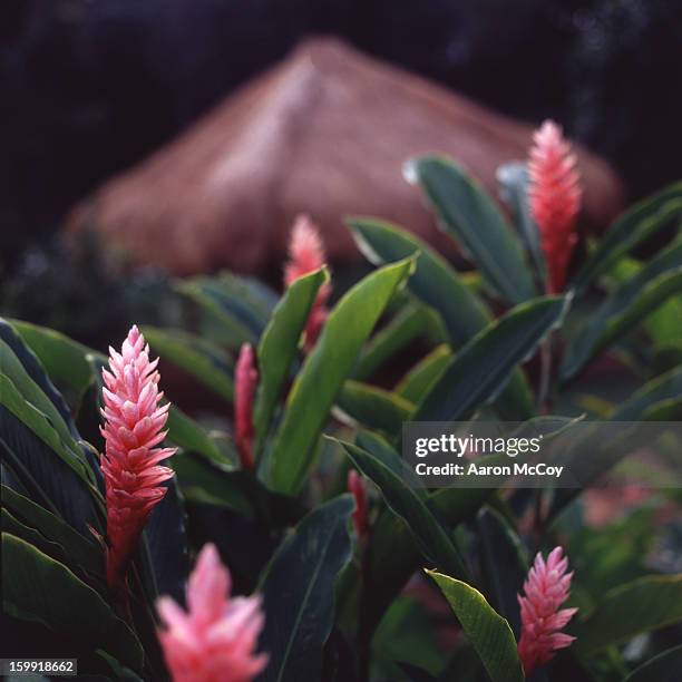 torch ginger - bastão do imperador imagens e fotografias de stock