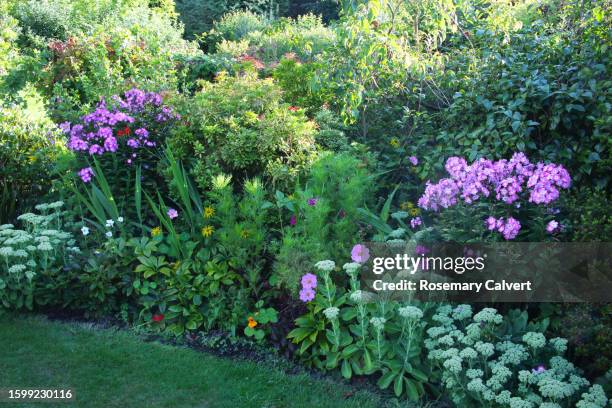 flowerbed lit by soft evening light, english domestic garden. - lush backyard stock pictures, royalty-free photos & images