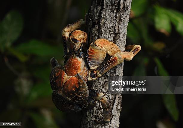 giant robber crab in christmas island - coconut crab stock pictures, royalty-free photos & images