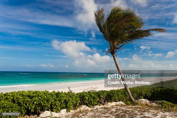 harbour island, bahamas, pink sands beach - harbor island bahamas stock-fotos und bilder