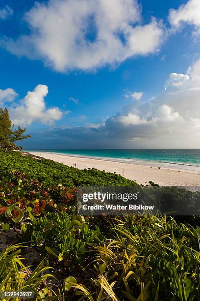 harbour island, bahamas, pink sands beach - harbor island bahamas fotografías e imágenes de stock