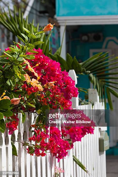 harbour island, bahamas, flowers - dunmore town stock pictures, royalty-free photos & images