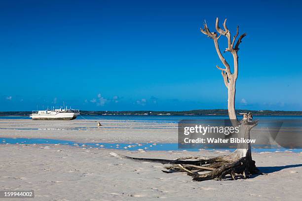 harbour island, bahamas, tree - dunmore town stock pictures, royalty-free photos & images