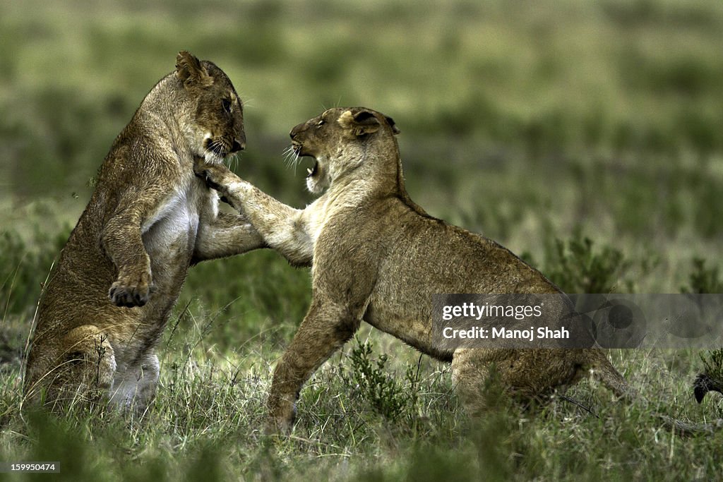 Sub adult lions play fighting early morning