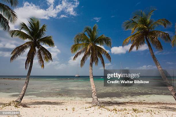 mustique, st. vincent, beach - saint vincent grenadines stock pictures, royalty-free photos & images