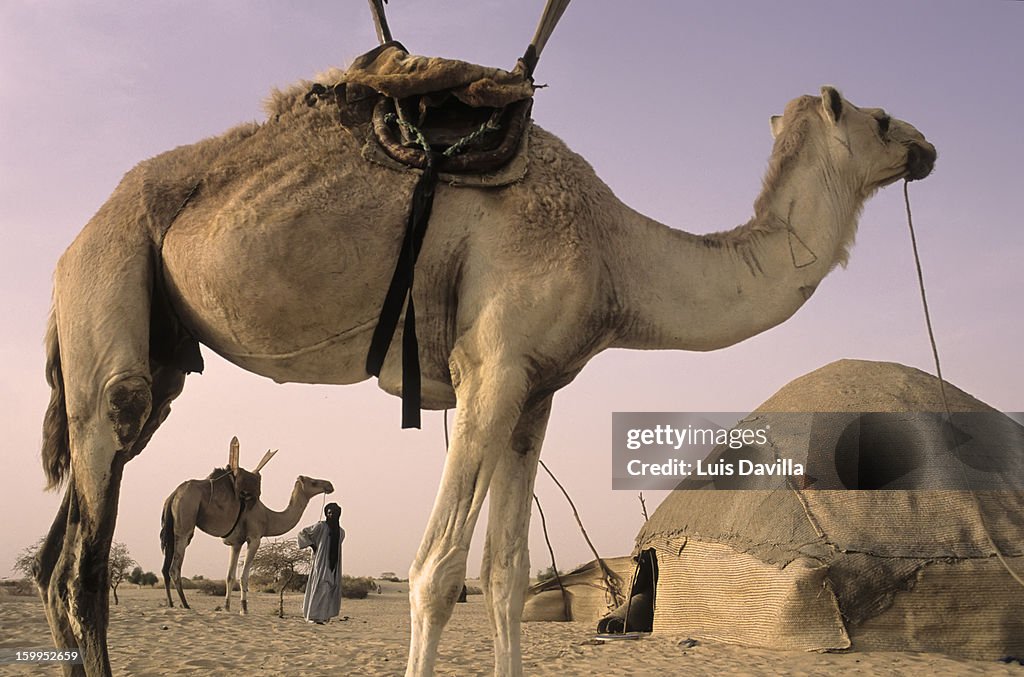 Tuaregs people in tombuctu dessert in mali