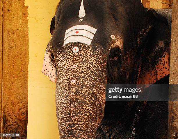 elephant - sri meenakshi hindu temple stock pictures, royalty-free photos & images