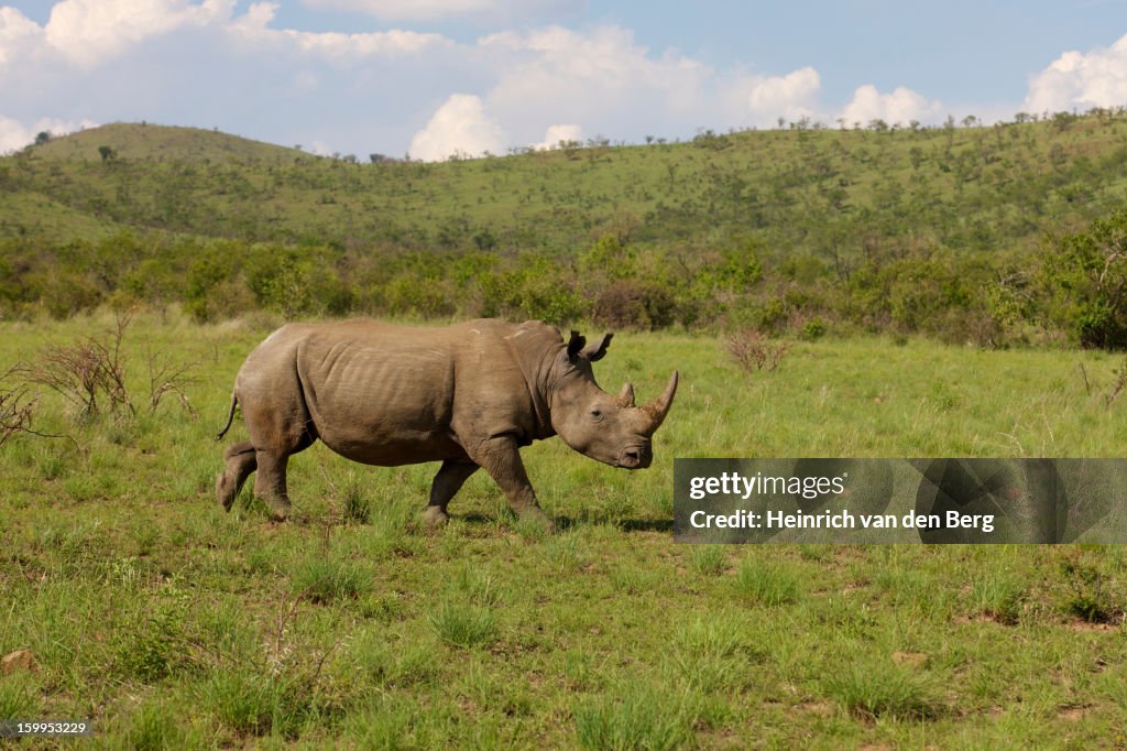 White Rhinoceros