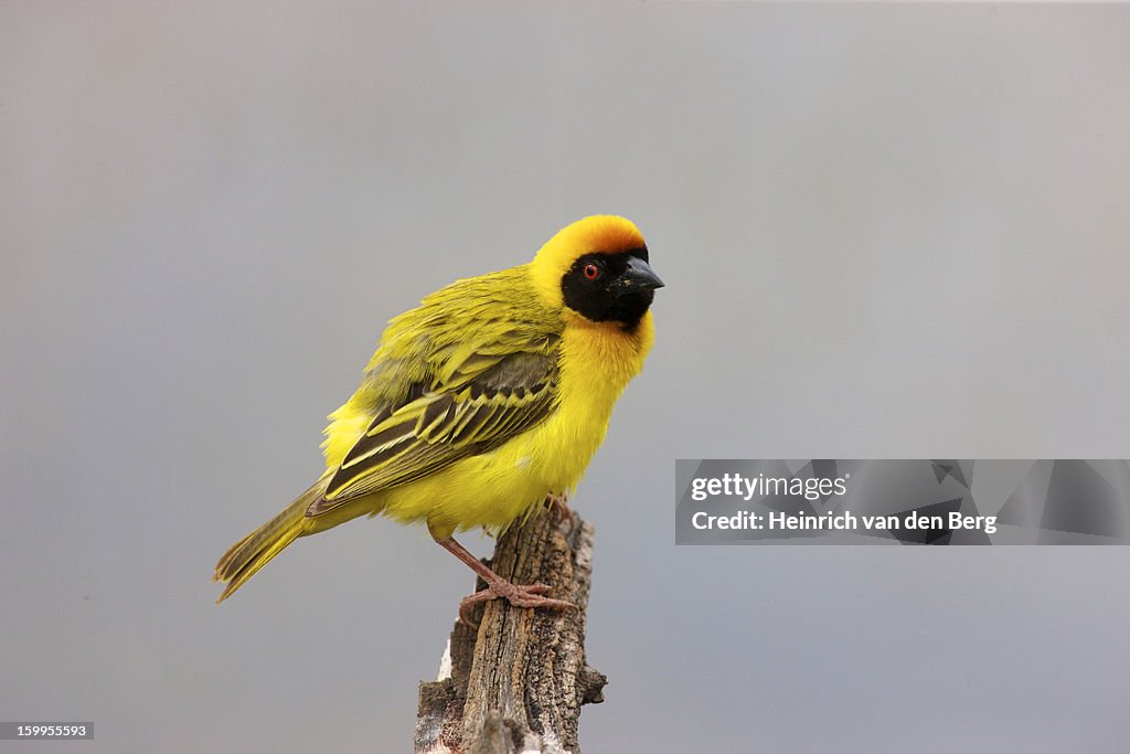 Male Masked Weaver