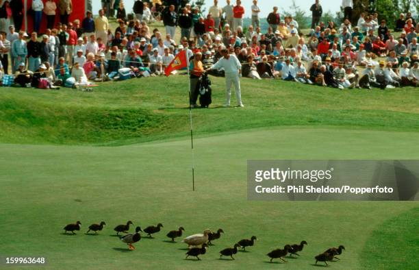Australian golfer Mike Harwood prepares to shoot onto the 18th hole but must wait for a parade of ducks crossing the green at the Benson & Hedges...
