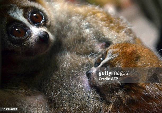 Six-week old and still nameless pygmy slow lori is seen with its mother Malaga at the zoo in Szeged, Hungary, on January 24, 2013 during a...