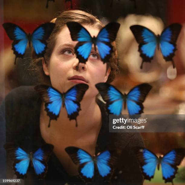 Gallery assistant at Bonhams auction house admires an antique fire screen featuring a display of Blue Mountain Swallowtail butterflies , which is...