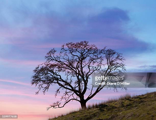 bare winter oak silhouette against sunrise - santa rosa stockfoto's en -beelden