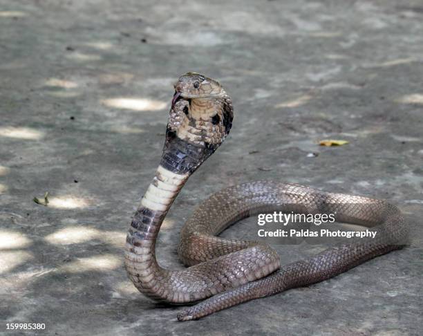 monocled cobra snake , keute - cobra ストックフォトと画像