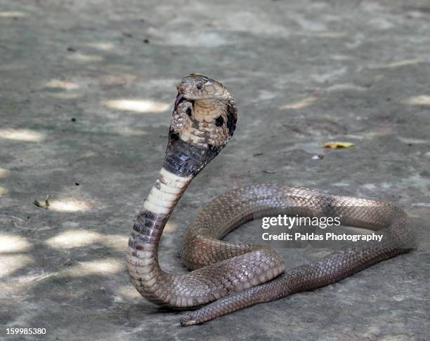 monocled cobra snake , keute - cobra stockfoto's en -beelden
