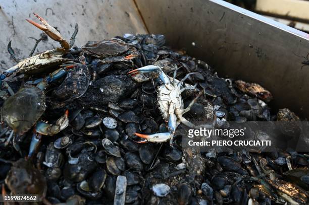 Blue crabs lay amongst clam shells on a fisherman boat on August 11, 2023 in the lagoon of Scardovari, south of Venice, Italy, where the 'blue crab',...