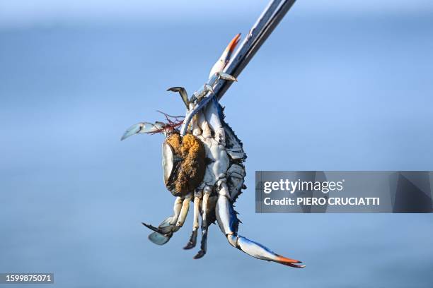 Fisherman shows a female blue crab with eggs in the lagoon of Scardovari, south of Venice, Italy, on August 11, 2023. The blue crab is a particularly...