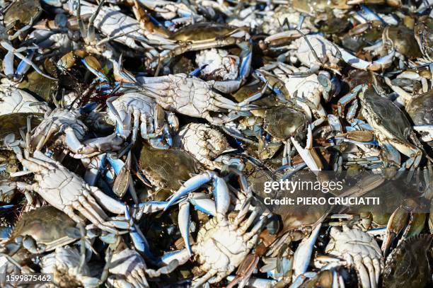 Live blue crabs harvested by local fishermen are seen in a waste bucket in the lagoon of Scardovari, south of Venice, Italy, on August 11, 2023. The...