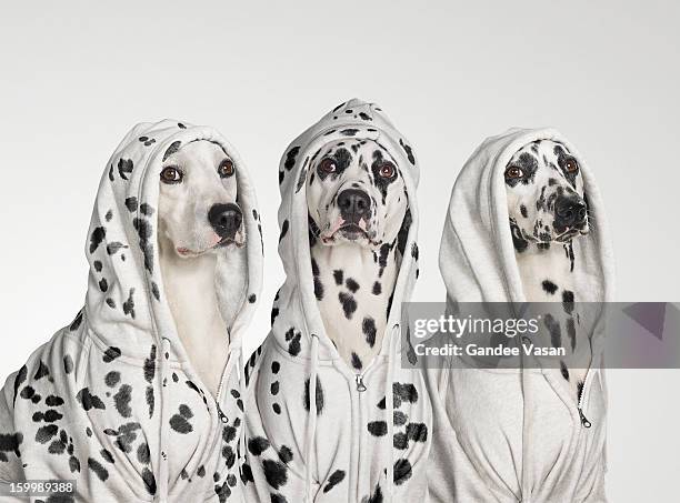 three dalmations wearing hoodies - dalmatian dog photos et images de collection