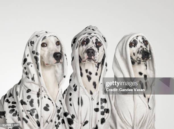 three dalmations wearing hoodies - huisdierenkleding stockfoto's en -beelden