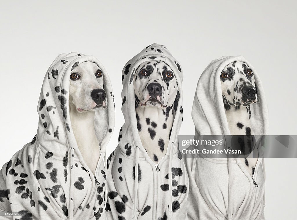 Three Dalmations wearing Hoodies
