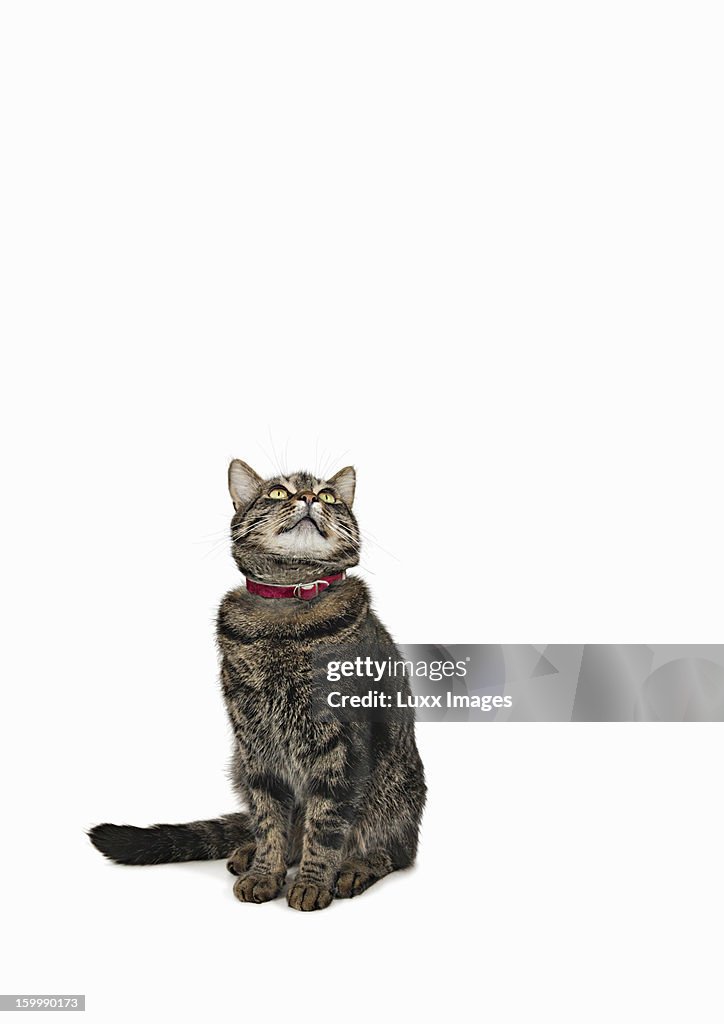 Domestic male tabby cat looking up