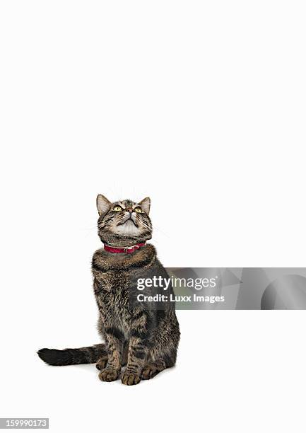 domestic male tabby cat looking up - jagende dieren stockfoto's en -beelden